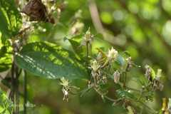 Clematis hedysarifolia